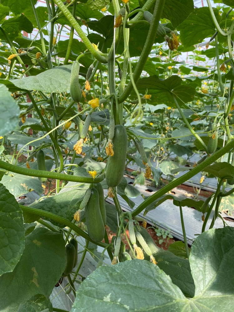 Cucumber greenhouse project in Vietnam 7