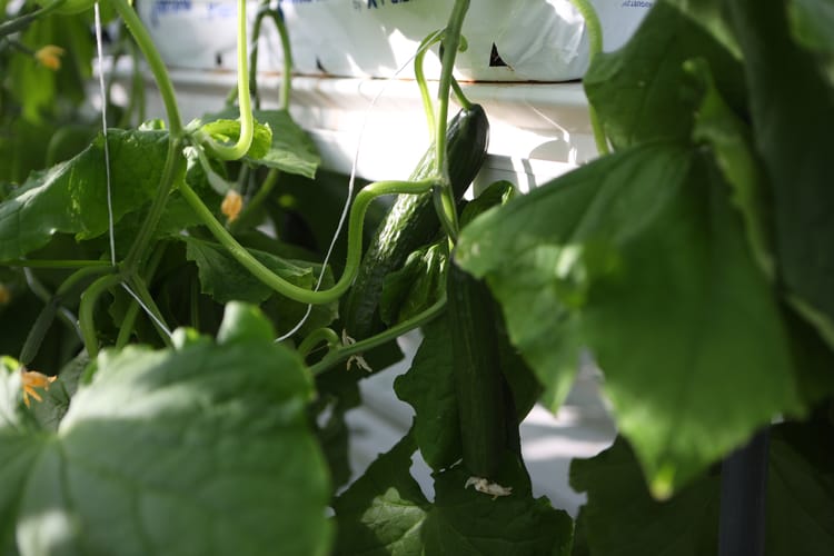 Kazahstan Kulsary, cucumber greenhouse, stills footage 26